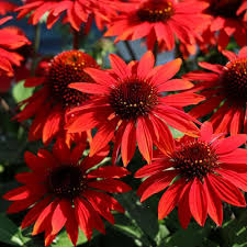 Red Coneflower Flower Seeds for Planting