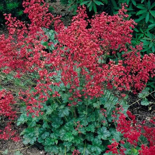 Red Heuchera Growing in Ornamental Container
