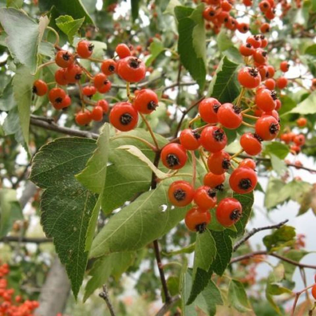 red crataegus seeds