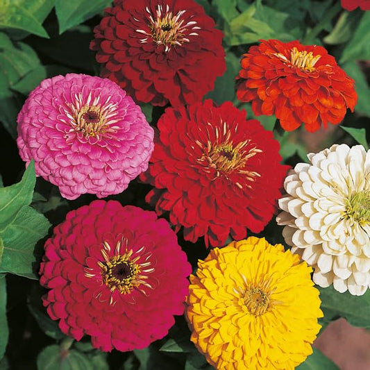 Red Cream flower seeds