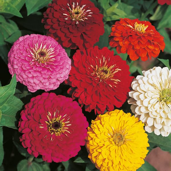 Red Cream flower seeds