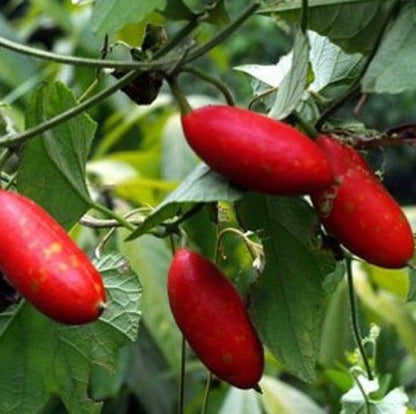 Red Cucumber Seeds