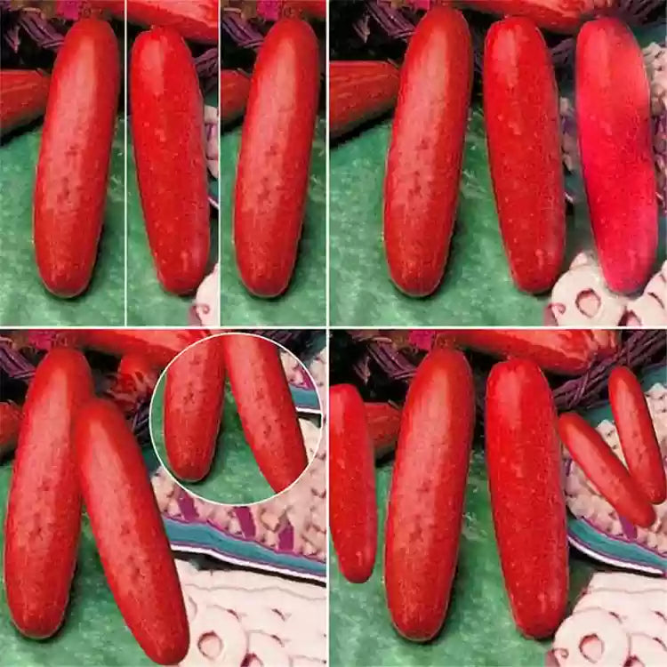 Red Cucumber Seeds for Planting – Heirloom Non-GMO Garden Seeds