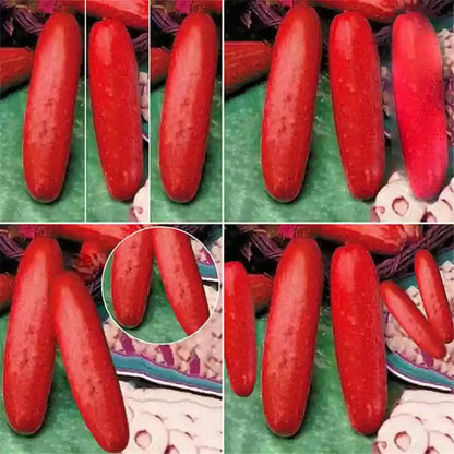 Red Cucumber Seeds for Planting – Heirloom Non-GMO Garden Seeds