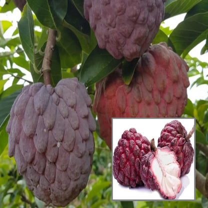 Red Custard Apple Fruit Seeds for Planting – Tropical Garden Seeds