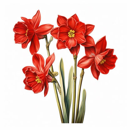 Red Daffodil flower seeds