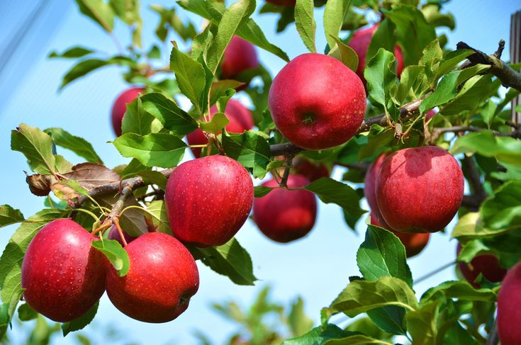 Paradise Apple Seeds for Planting – Heirloom Non-GMO Garden Seeds