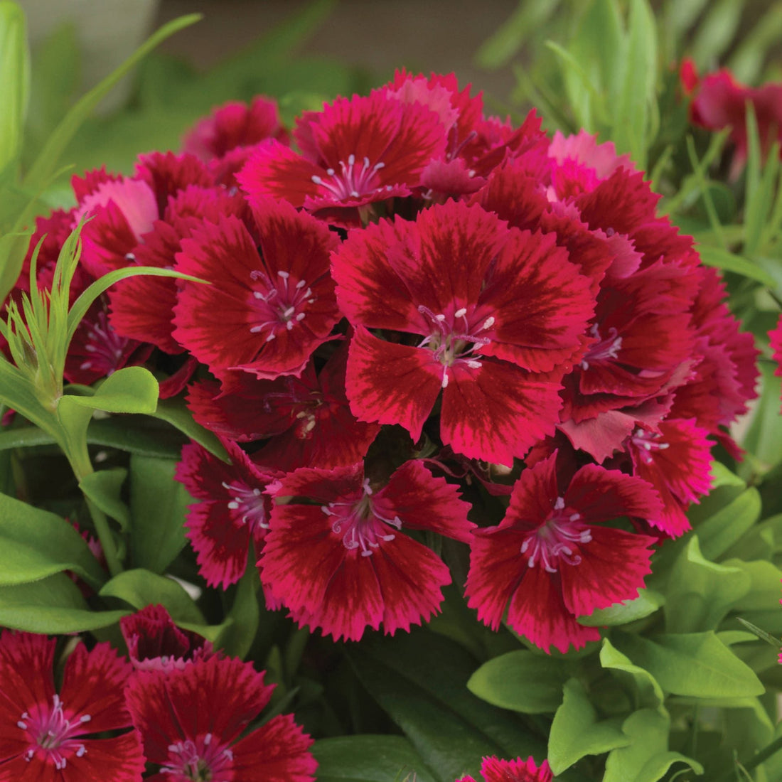 Red Dianthus flower seeds