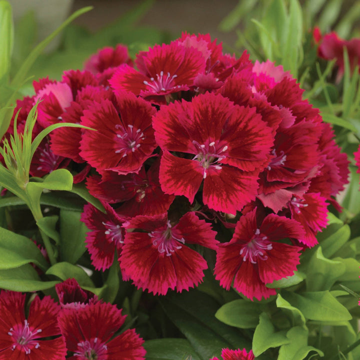 Red Dianthus flower seeds