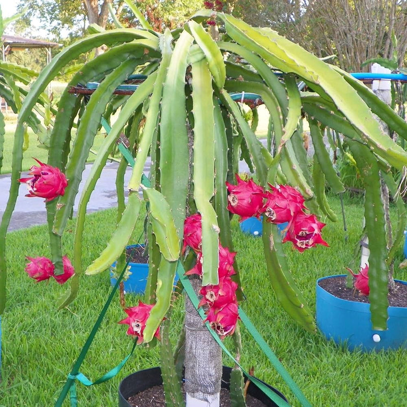 Red Dragon Fruit Seeds for Planting for Growing an Exotic Pitaya Cactus