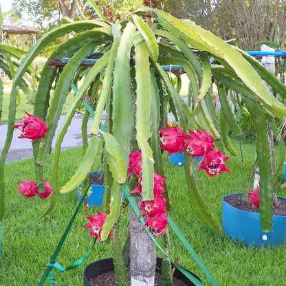 Red Dragon Fruit Seeds for Planting for Growing an Exotic Pitaya Cactus