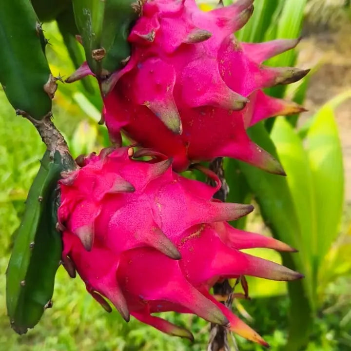 dragon fruit seeds