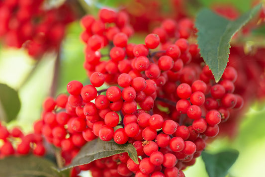 red elderberry seeds