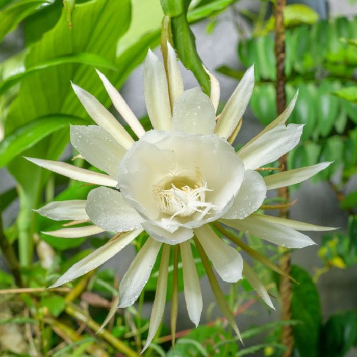 Red Epiphyllum flower seeds