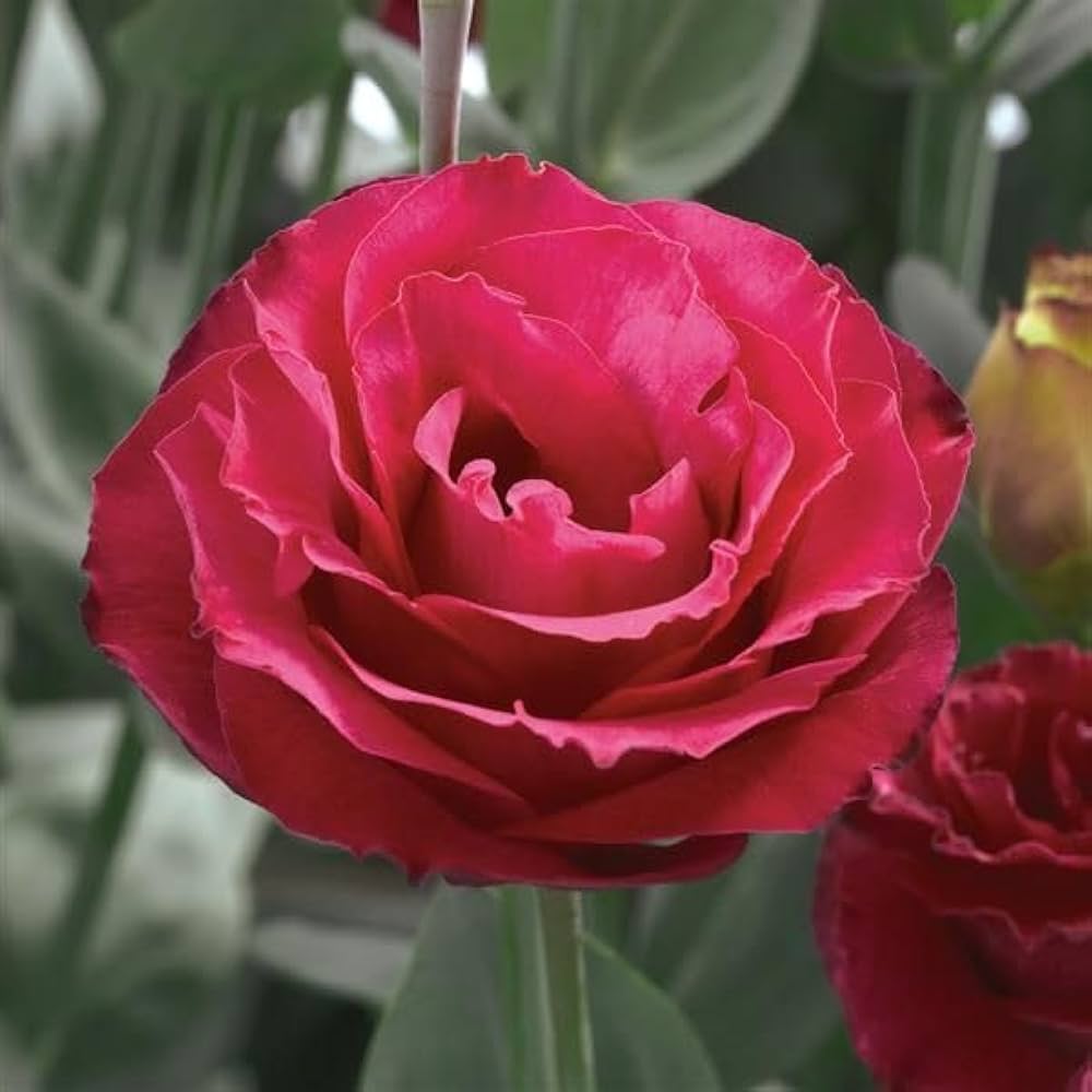 Red Eustoma flower seeds