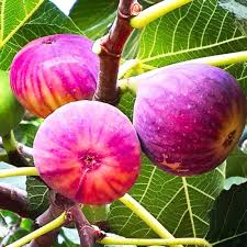 Red Fig Fruit Seeds for Planting – Heirloom Non-GMO Garden Seeds