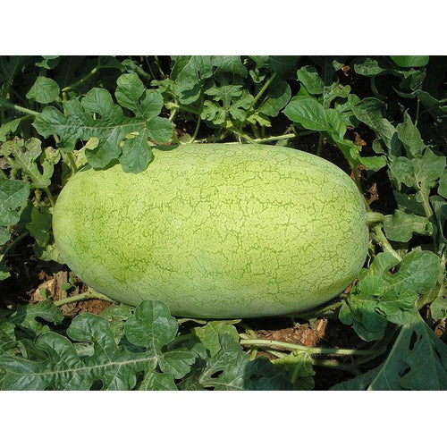 Charleston Gray Watermelon Citrullus lanatus Fruit Seeds for Planting – Heirloom Non-GMO Garden Seeds