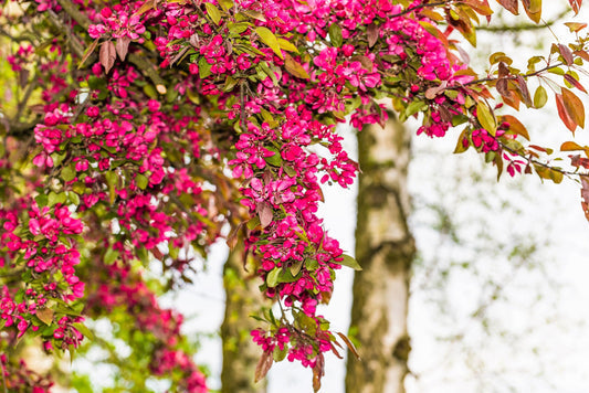red flowering currant seeds