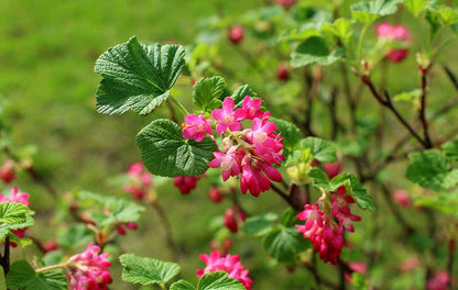 Red Flowering Currant Ribes sanguineum Fruit Seeds for Planting – Heirloom Non-GMO Garden Seeds