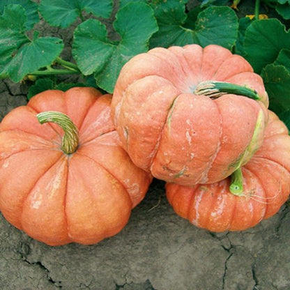 Red French Pumpkin Seeds for Planting – Heirloom Non-GMO Garden Seeds