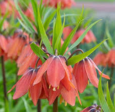 Fritillaria Imperialis Growing in Cottage Garden Border
