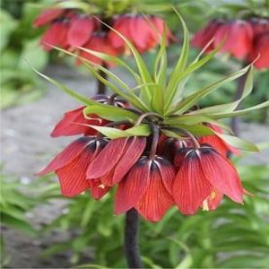 Fritillaria Imperialis Flowers in Spring Garden
