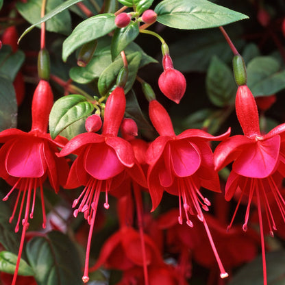 Red Fuchsia flower seeds