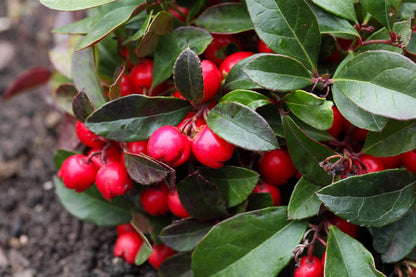 Red Gaultheria Procumbens Fruit Seeds for Planting – Heirloom Non-GMO Garden Seeds