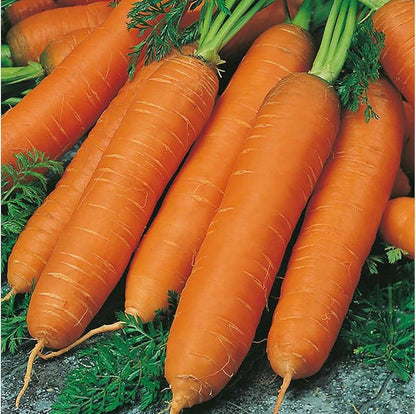 Red Giant Radish Seeds