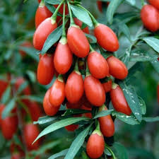red goji seeds