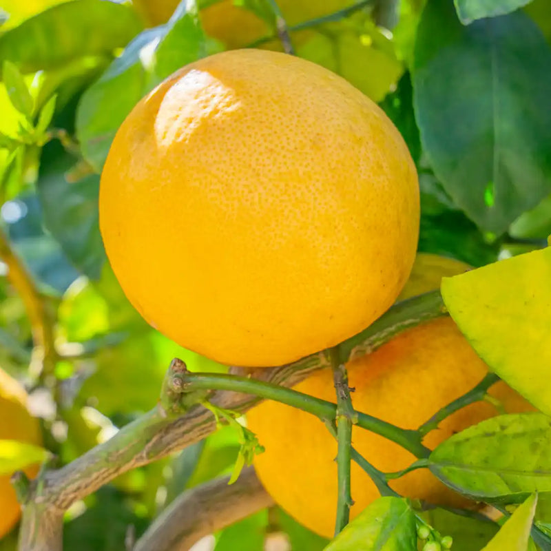 Red Sweet Grapefruit Fruit Seeds for Planting – Citrus Garden Seeds