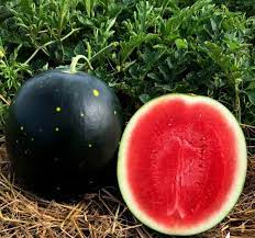 Red Gray Watermelon Fruit Seeds for Planting – Heirloom Non-GMO Garden Seeds