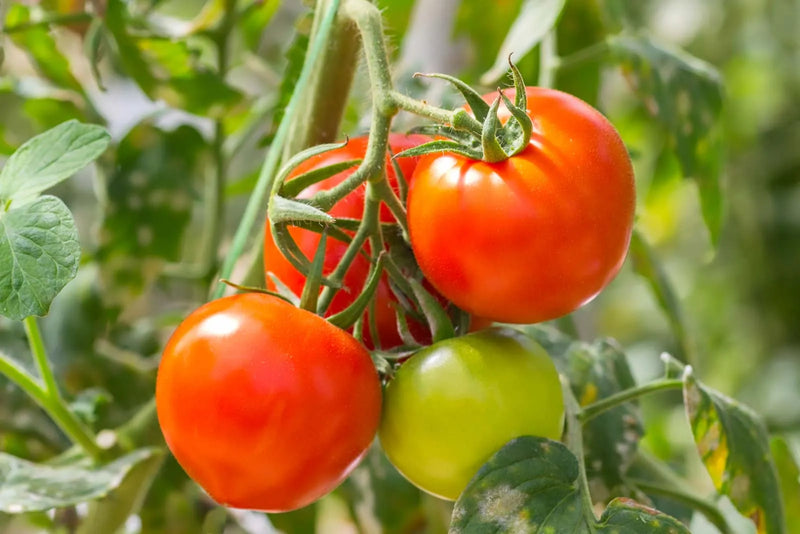 Red Green Tomato Seeds for Planting – Heirloom Non-GMO Garden Seeds