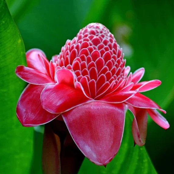 Red Green flower seeds