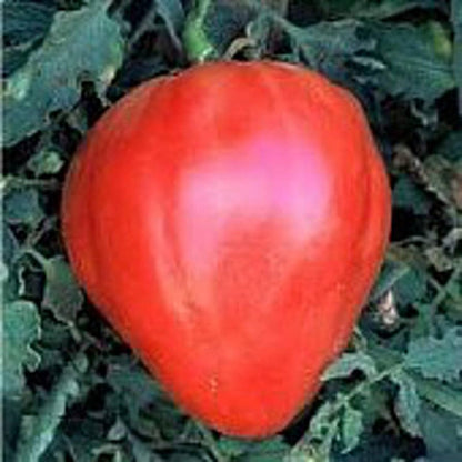Red Heart Tomato Seeds for Planting – Heirloom Non-GMO Garden Seeds