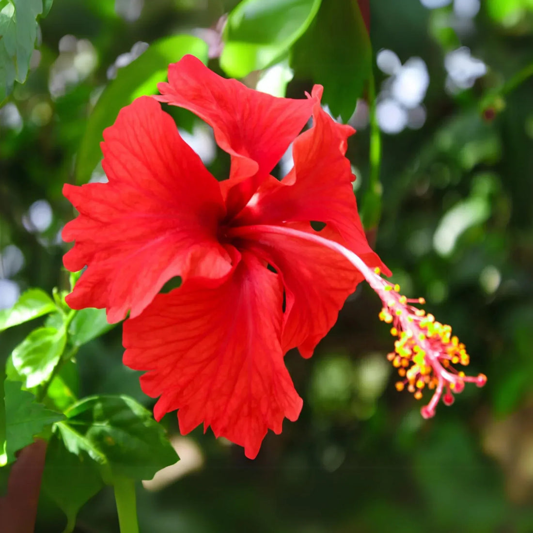 Red Hibiscus flower seeds