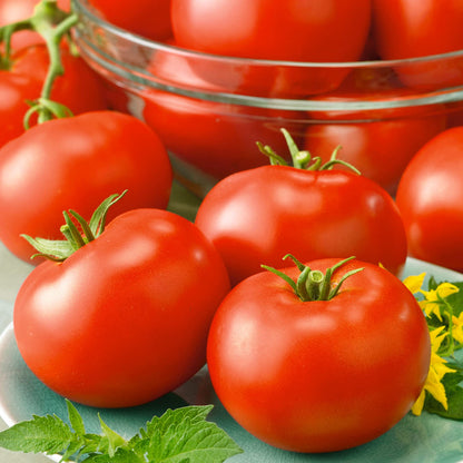 Red Horizon Tomato Seeds