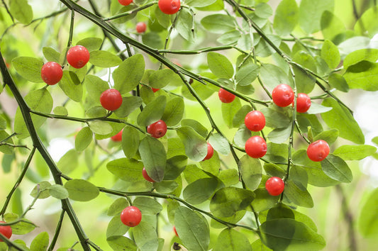 Red Huckleberry Fruit Seeds for Planting – Heirloom Non-GMO Garden Seeds