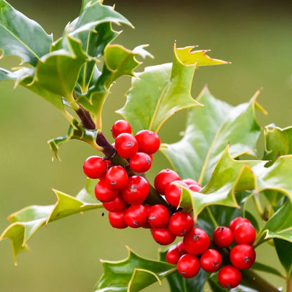 red ilex opaca seeds