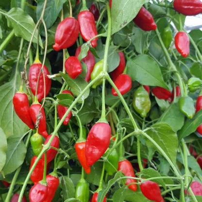 Red Inca Pepper Seeds