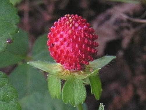 indian strawberry seeds