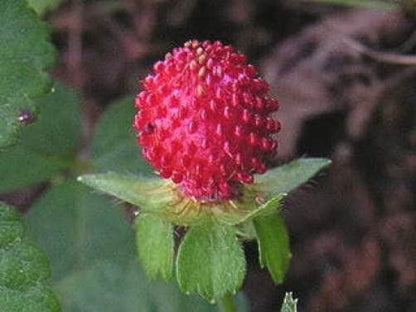 indian strawberry seeds