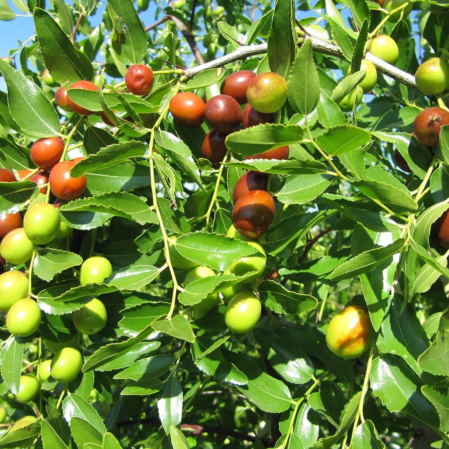red ziziphus jujube seeds