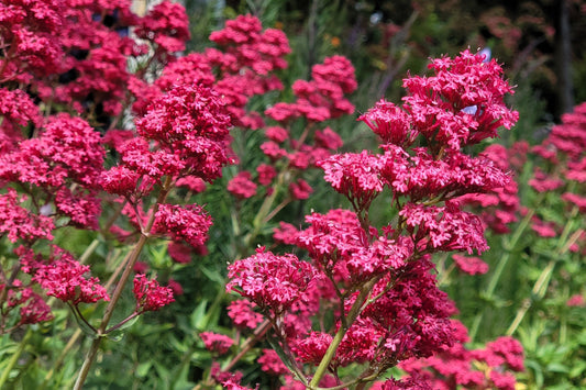 Red Jupiter'S flower seeds