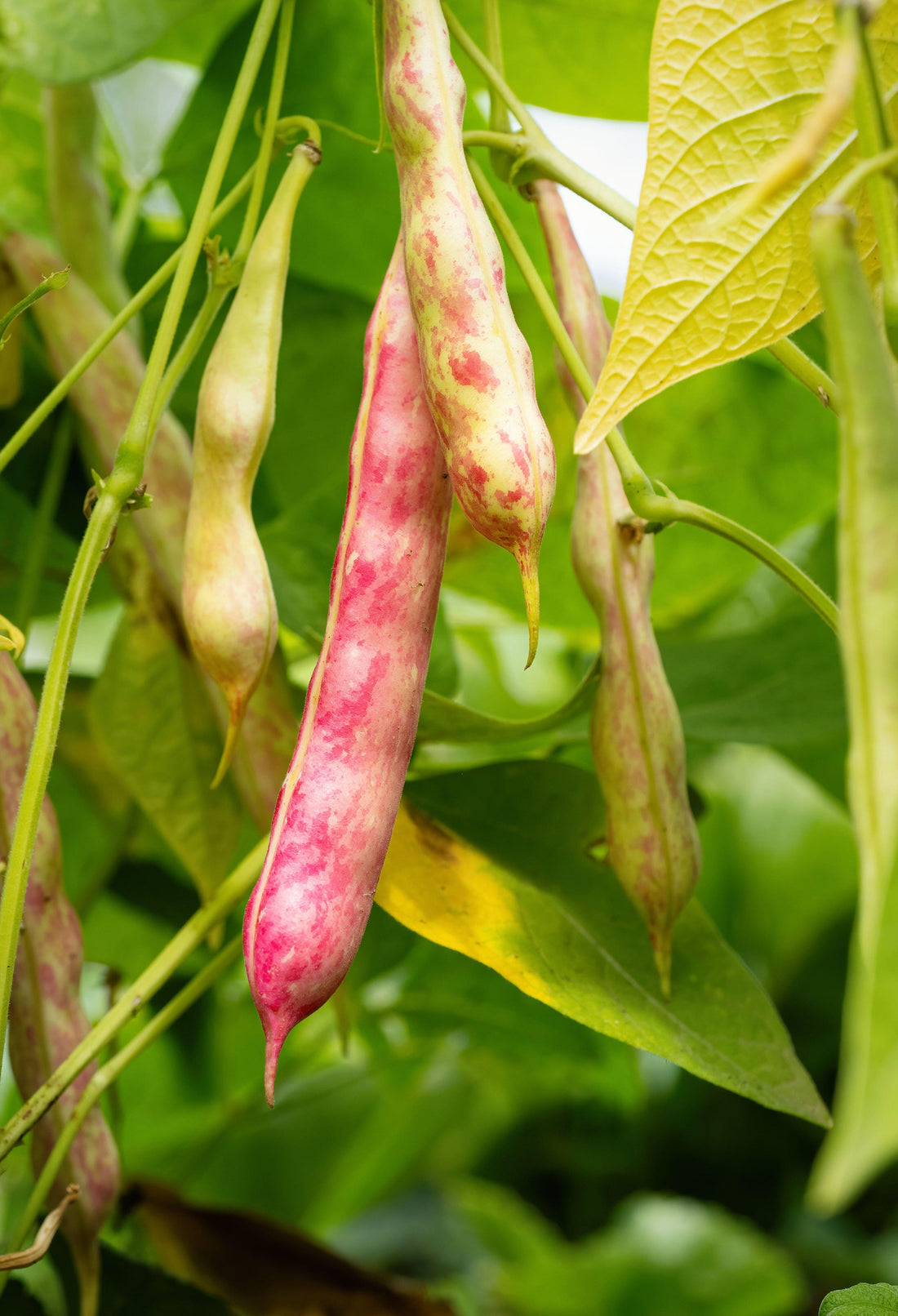 Red Kidney Bean Seeds