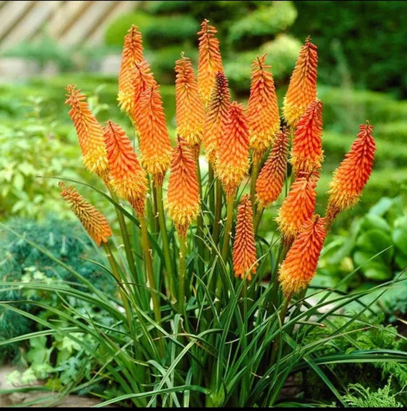 Red Kniphofia flower seeds