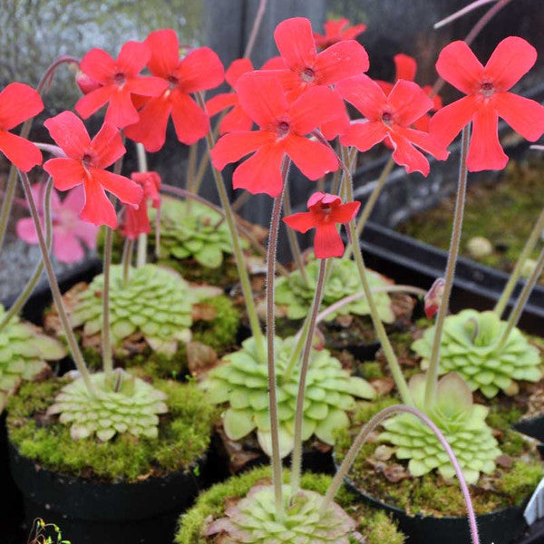 Red Laueana flower seeds