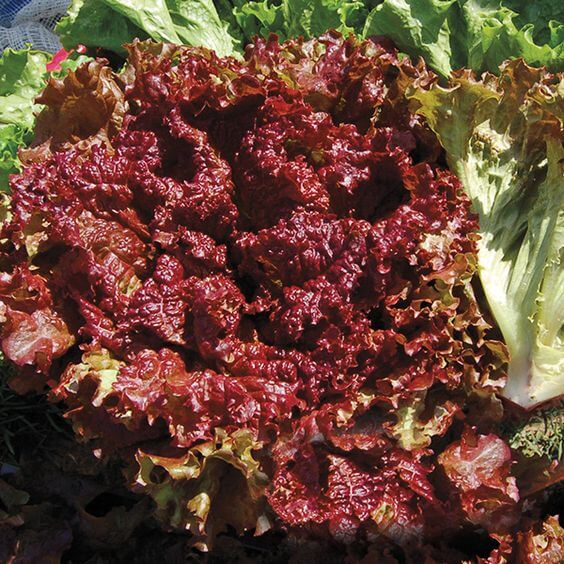 Red Lettuce Growing in Home Vegetable Garden