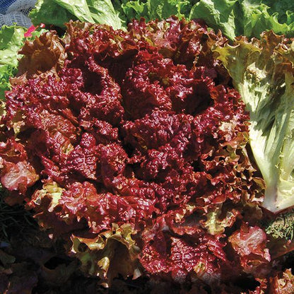 Red Lettuce Growing in Home Vegetable Garden