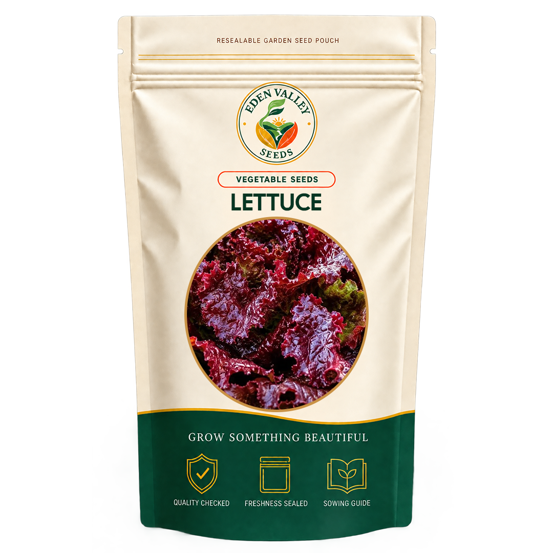 Red Lettuce Vegetable Seeds for home gardens